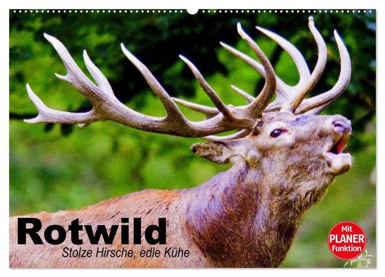Produktbild: Rotwild. Edle Hirsche, stolze K&uuml;he (Wandkalender 2026 DIN A2 quer), CALVENDO Monatskalender
