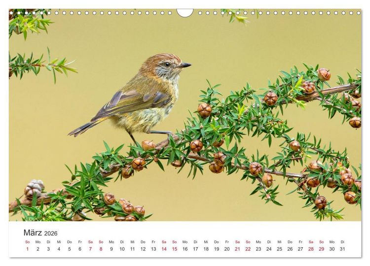 Produktbild: Singv&ouml;gel aus Australien (Wandkalender 2026 DIN A3 quer), CALVENDO Monatskalender