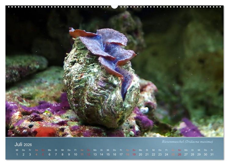 Produktbild: Bunte Riffbewohner - Fische, Anemonen und noch viel mehr (Wandkalender 2026 DIN A2 quer), CALVENDO Monatskalender