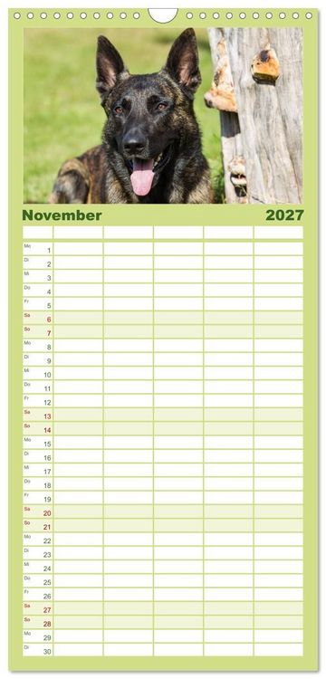 Produktbild: Familienplaner 2027 - ausdrucksvolle Holl&auml;ndische Sch&auml;ferhunde mit 5 Spalten (Wandkalender, 21 x 45 cm) CALVENDO