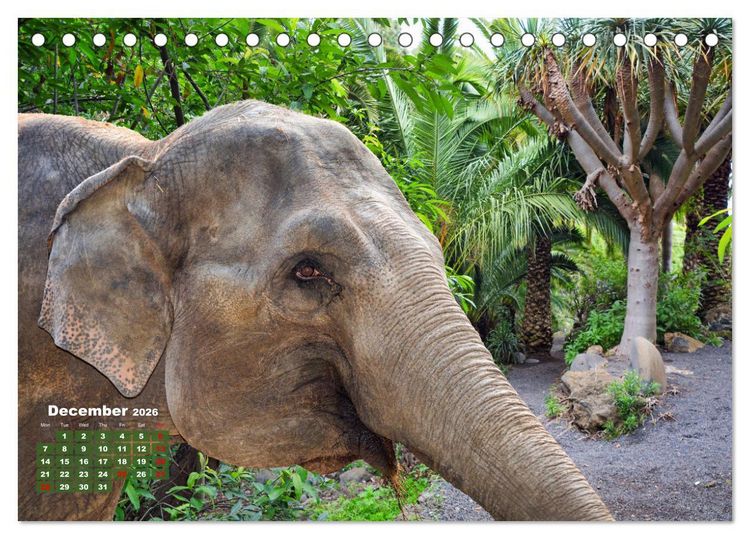 Produktbild: Gentle giants in the jungle (Desk Calendar 2026 DIN A5 landscape), CALVENDO 12 Month DeskCalendar