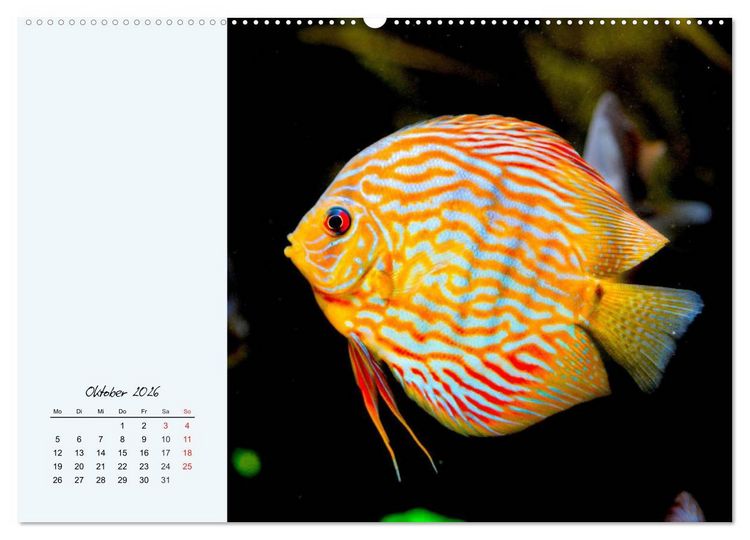 Produktbild: Diskusfische. Die bezaubernden Lieblinge vieler Aquarianer (Wandkalender 2026 DIN A2 quer), CALVENDO Monatskalender