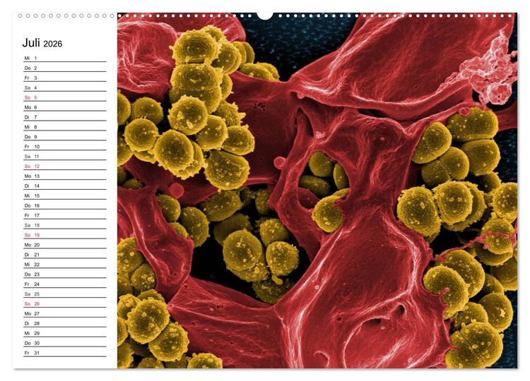 Produktbild: Mikrobiologie. Mikroorganismen, Genetik und Zellen (hochwertiger Premium Wandkalender 2026 DIN A2 quer), Kunstdruck in Hochglanz