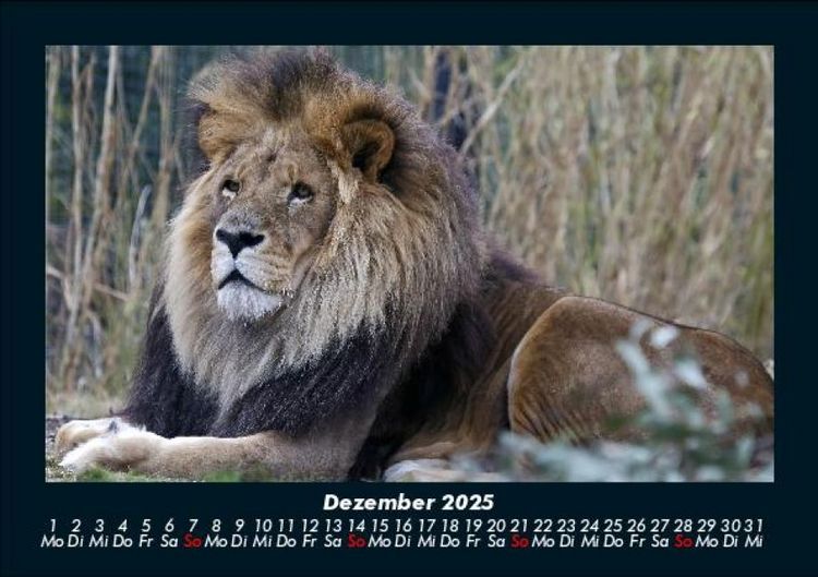 Produktbild: L&ouml;wen in der Wildnis 2025 Fotokalender DIN A5