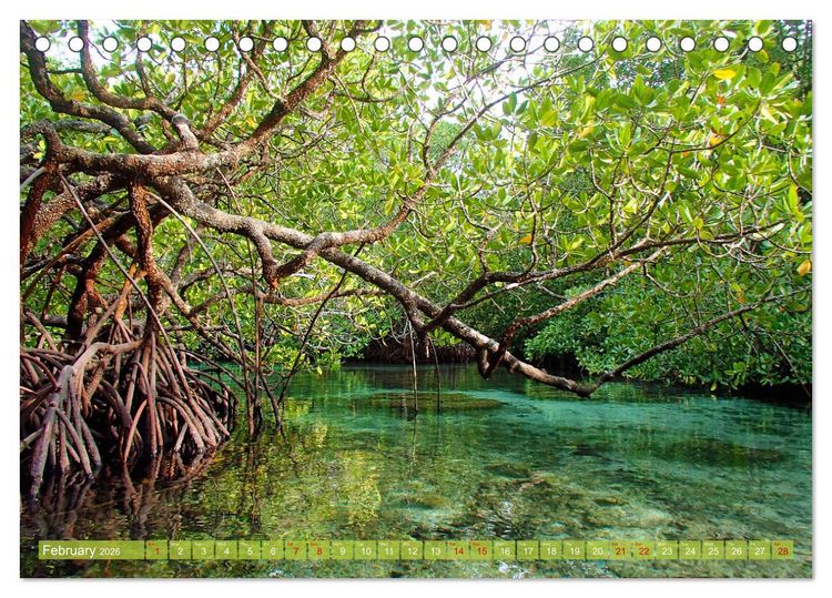 Produktbild: Mangroves - Valuable Habitat (Desk Calendar 2026 DIN A5 landscape), CALVENDO 12 Month DeskCalendar