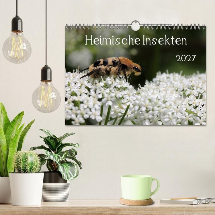 Produktbild: Heimische Insekten 2027 (Wandkalender 2027 DIN A4 quer), CALVENDO Monatskalender