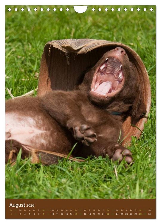 Produktbild: Chesapeake Bay Retriever 2026 (Wandkalender 2026 DIN A4 hoch), CALVENDO Monatskalender
