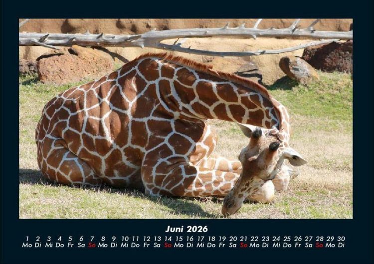Produktbild: Giraffen 2026 Fotokalender DIN A4