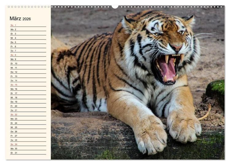 Produktbild: Tiger. Gestreift, wild und sch&ouml;n (hochwertiger Premium Wandkalender 2026 DIN A2 quer), Kunstdruck in Hochglanz