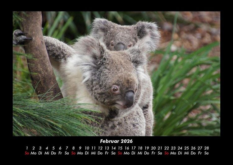 Produktbild: Koala 2026 Fotokalender DIN A3