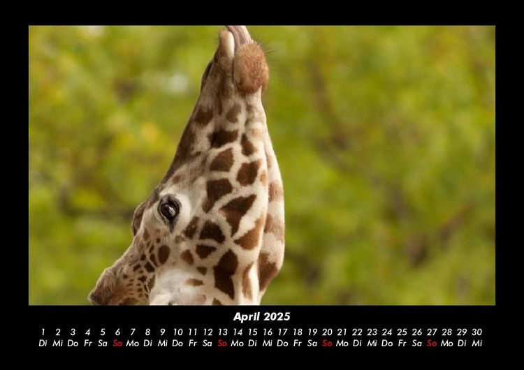 Produktbild: Giraffen 2025 Fotokalender DIN A3