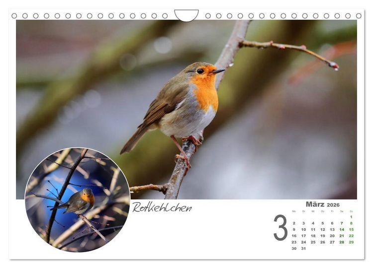 Produktbild: Gefiederte Garteng&auml;ste (Wandkalender 2026 DIN A4 quer), CALVENDO Monatskalender