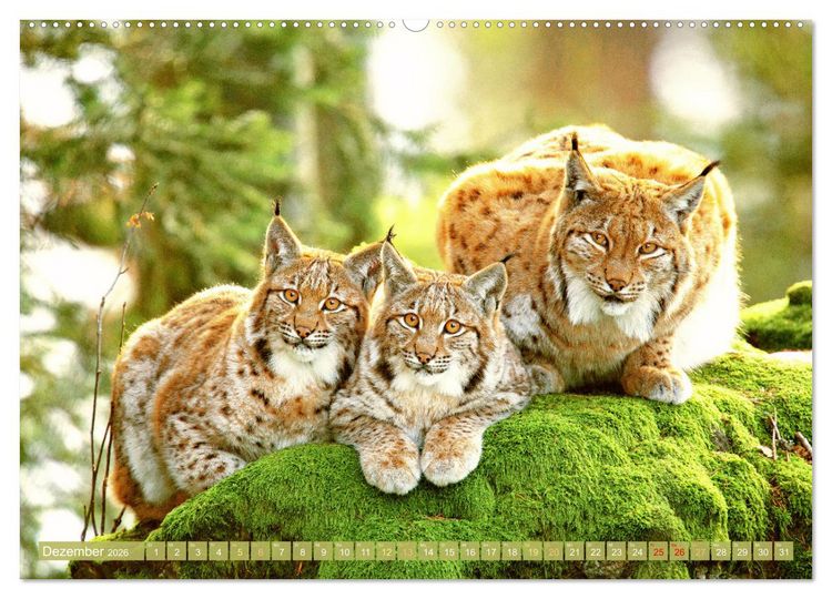 Produktbild: Wald-Kindergarten: Tierkinder im Wald (hochwertiger Premium Wandkalender 2026 DIN A2 quer), Kunstdruck in Hochglanz
