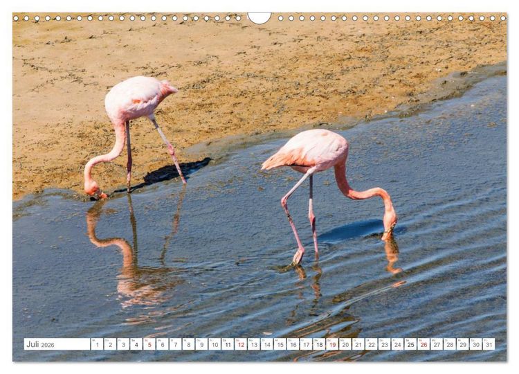 Produktbild: Galapagos. Verzauberte Inseln (Wandkalender 2026 DIN A3 quer), CALVENDO Monatskalender