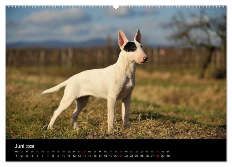 Produktbild: Bullterrier 2026 - Kleine Clowns mit gro&szlig;em Herz (hochwertiger Premium Wandkalender 2026 DIN A2 quer), Kunstdruck in Hochglanz