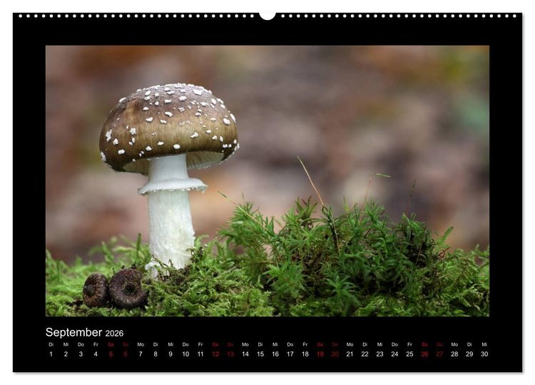 Produktbild: Pilzgalerie - Heimische Pilze aus der Region Rheinland-Pfalz (Wandkalender 2026 DIN A2 quer), CALVENDO Monatskalender