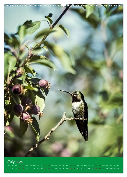 Produktbild: Our wild nature, American birds (High Quality Premium Wall Calendar 2026 DIN A2 portrait),CALVENDO 12 Month Wall Calendar