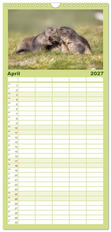 Produktbild: Familienplaner 2027 - Tiere der Alpen - Murmeltier-Kinder mit 5 Spalten (Wandkalender, 21 x 45 cm) CALVENDO