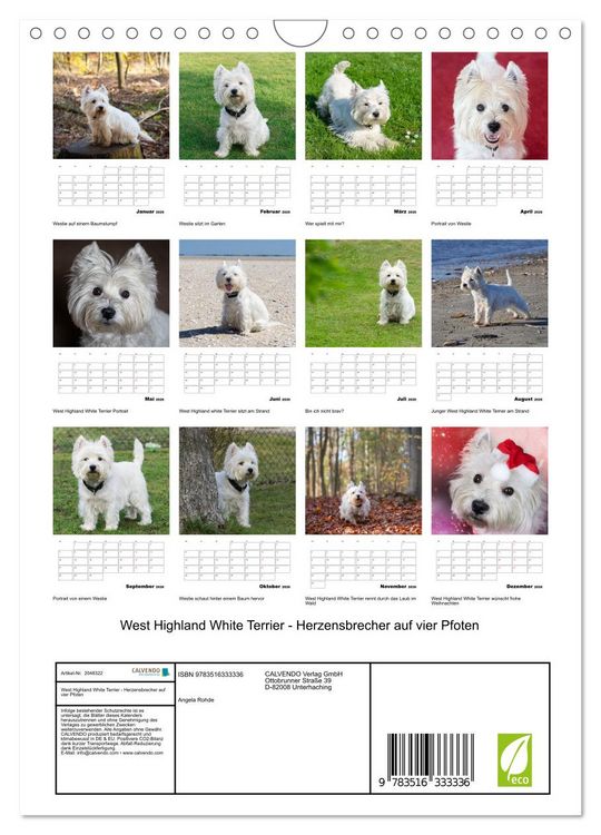 Produktbild: West Highland White Terrier - Herzensbrecher auf vier Pfoten (Wandkalender 2026 DIN A4 hoch), CALVENDO Monatskalender