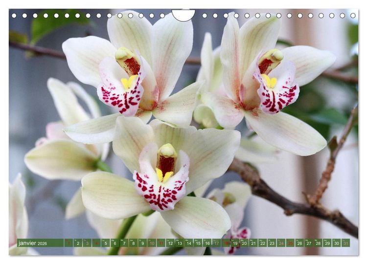 Produktbild: Orchid&eacute;es merveilleuses (Calendrier mural 2026 DIN A4 vertical), CALVENDO calendrier mensuel