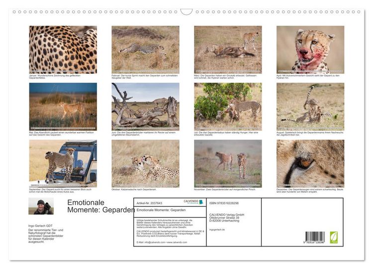 Produktbild: Emotionale Momente: Geparden (Wandkalender 2026 DIN A2 quer), CALVENDO Monatskalender