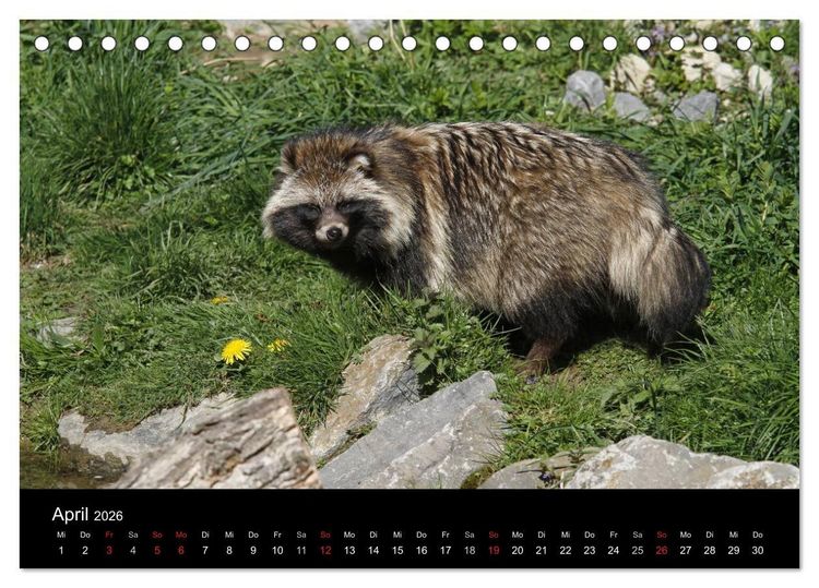 Produktbild: Marderhunde (Tischkalender 2026 DIN A5 quer), CALVENDO Monatskalender