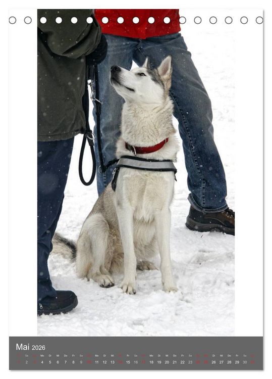 Produktbild: Huskies - Portraits im Schnee (Tischkalender 2026 DIN A5 hoch), CALVENDO Monatskalender