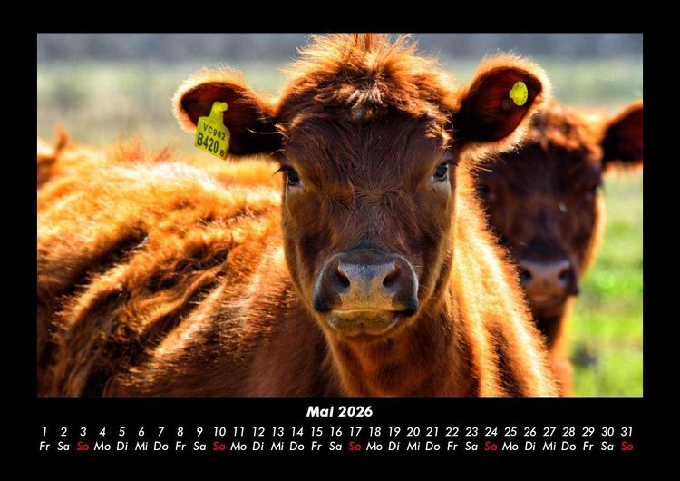 Produktbild: Kuhkalender 2026 Fotokalender DIN A3