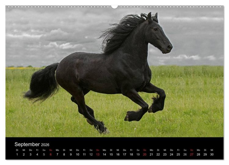 Produktbild: Friesen - Sch&ouml;nheit, Kraft und Eleganz (hochwertiger Premium Wandkalender 2026 DIN A2 quer), Kunstdruck in Hochglanz