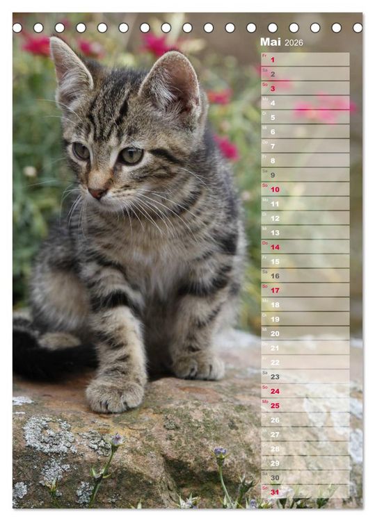 Produktbild: Hauskatzen (Tischkalender 2026 DIN A5 hoch), CALVENDO Monatskalender