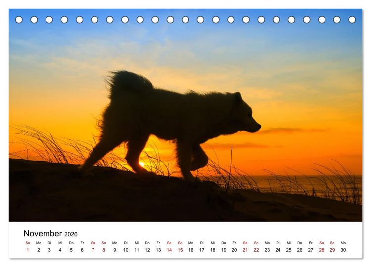 Produktbild: Ein Samojede am Meer (Tischkalender 2026 DIN A5 quer), CALVENDO Monatskalender