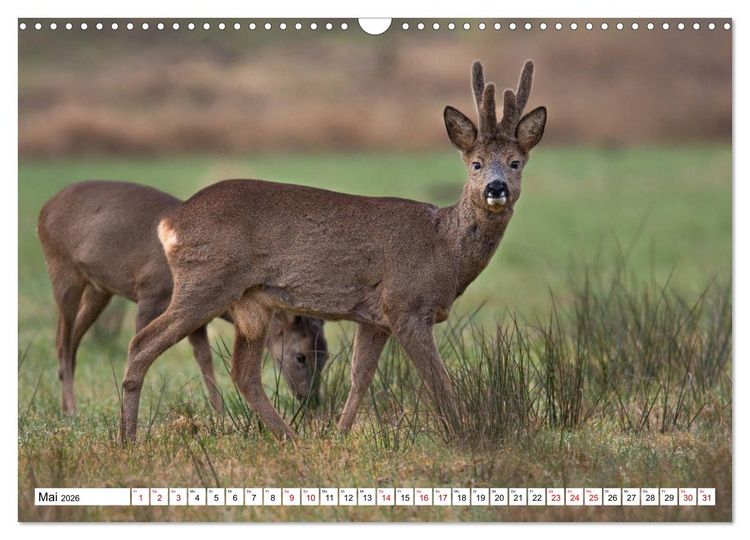 Produktbild: Anmut mit sanften Augen - Rehwild in der freien Natur (Wandkalender 2026 DIN A3 quer), CALVENDO Monatskalender