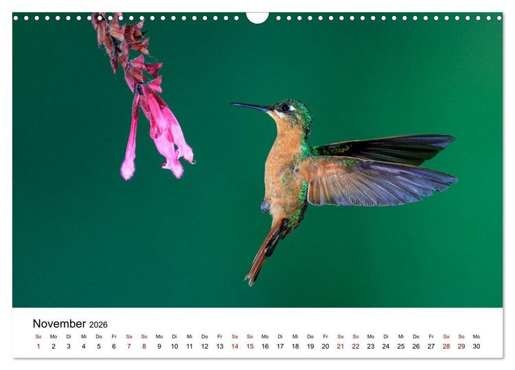 Produktbild: Kolibris - Flugk&uuml;nstler im Regenwald (Wandkalender 2026 DIN A3 quer), CALVENDO Monatskalender
