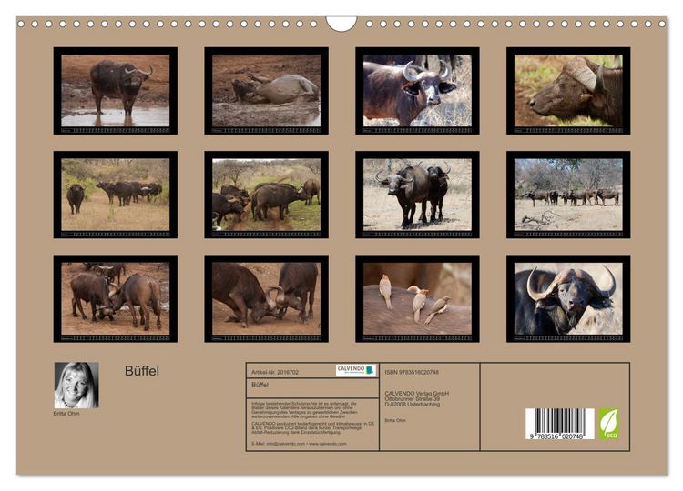 Produktbild: B&uuml;ffel (Wandkalender 2026 DIN A3 quer), CALVENDO Monatskalender