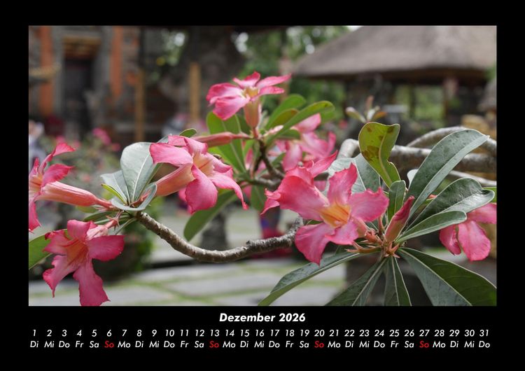 Produktbild: Blumen & Pflanzen 2026 Fotokalender DIN A3