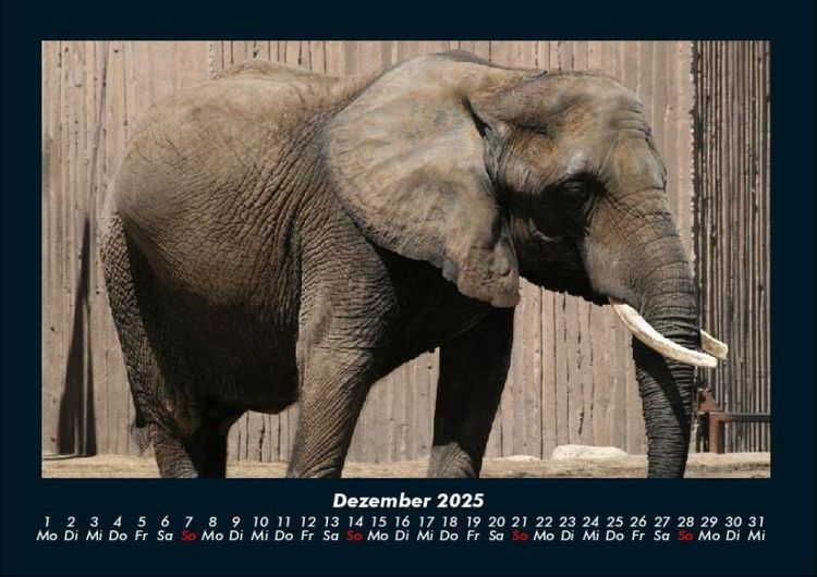 Produktbild: Elefanten - Die sanften Riesen Afrikas 2025 Fotokalender DIN A4