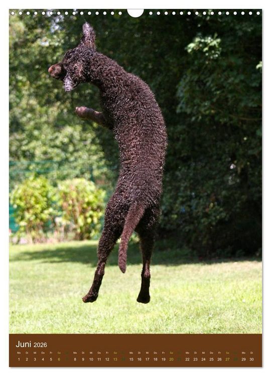 Produktbild: Curly Coated Retriever 2026 (Wandkalender 2026 DIN A3 hoch), CALVENDO Monatskalender
