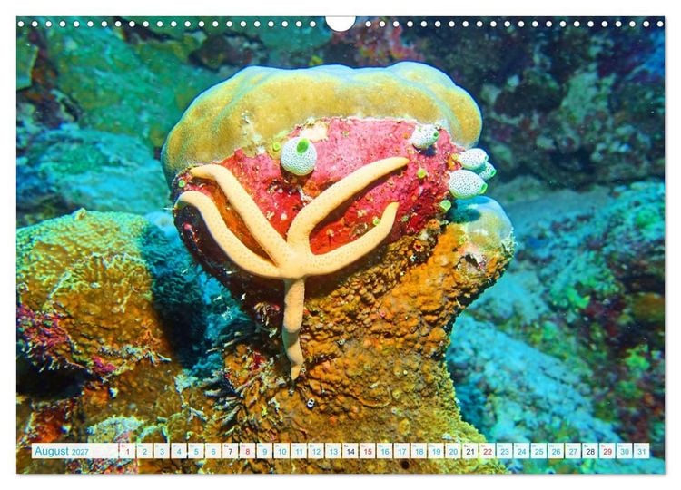 Produktbild: Seesterne - Kleine Wunder der Natur (Wandkalender 2027 DIN A3 quer), CALVENDO Monatskalender