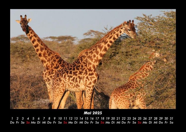 Produktbild: Giraffen 2025 Fotokalender DIN A3