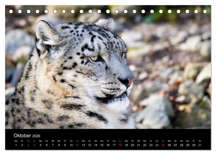 Produktbild: Schneeleoparden (Tischkalender 2026 DIN A5 quer), CALVENDO Monatskalender