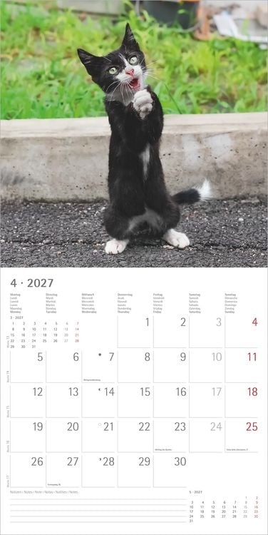 Produktbild: Funny Cats 2027