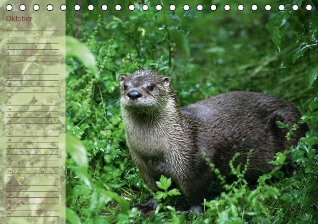 Produktbild: Fischotter Geburtstagskalender (Tischkalender immerw&auml;hrend DIN A5 quer)