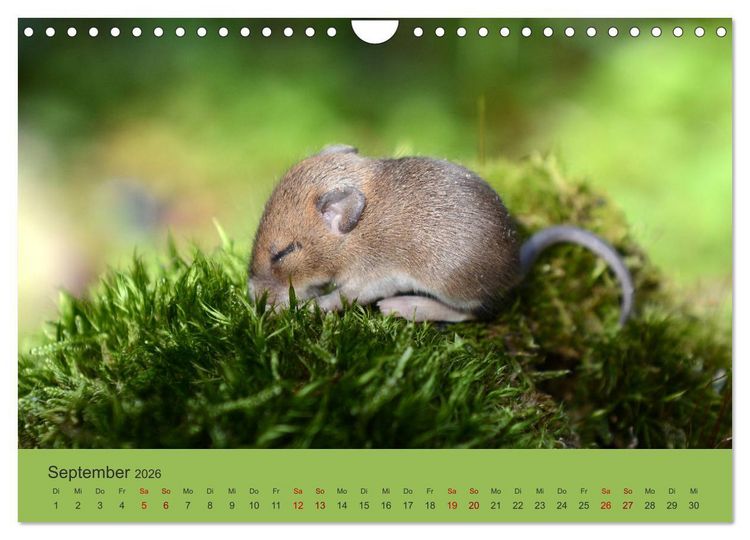 Produktbild: Die lieben Kleinen ... Tierkinder einfach zum Knuddeln (Wandkalender 2026 DIN A4 quer), CALVENDO Monatskalender