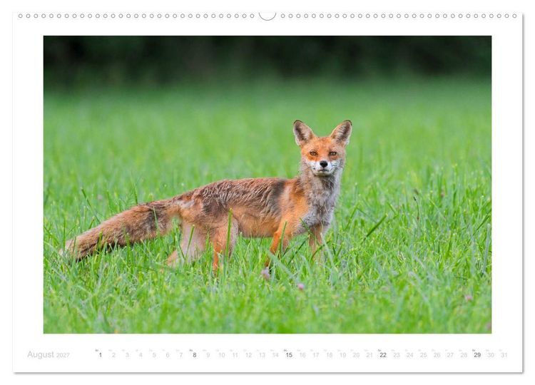 Produktbild: Der Rotfuchs (hochwertiger Premium Wandkalender 2027 DIN A2 quer), Kunstdruck in Hochglanz