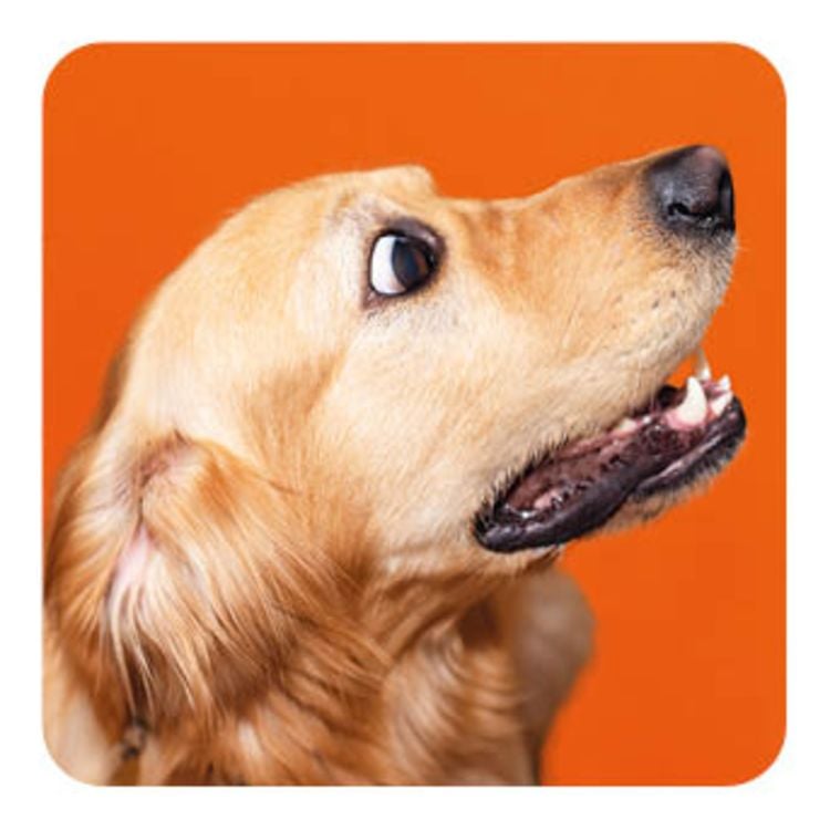 Memo-Spiel: Funny dogs!