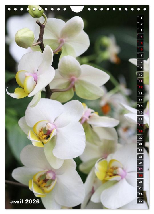 Produktbild: Miracle floral l'orchid&eacute;e (Calendrier mural 2026 DIN A4 horizontal), CALVENDO calendrier mensuel