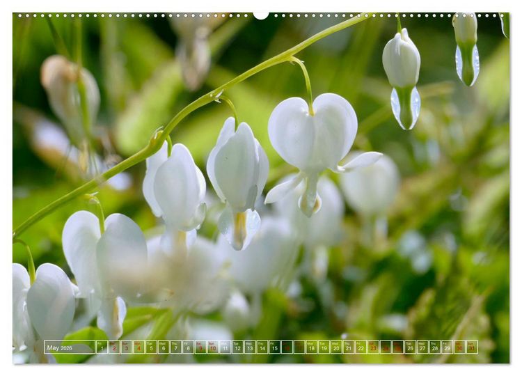 Produktbild: Blooming beauties (Wall Calendar 2026 DIN A2 landscape), CALVENDO 12 Month Wall Calendar