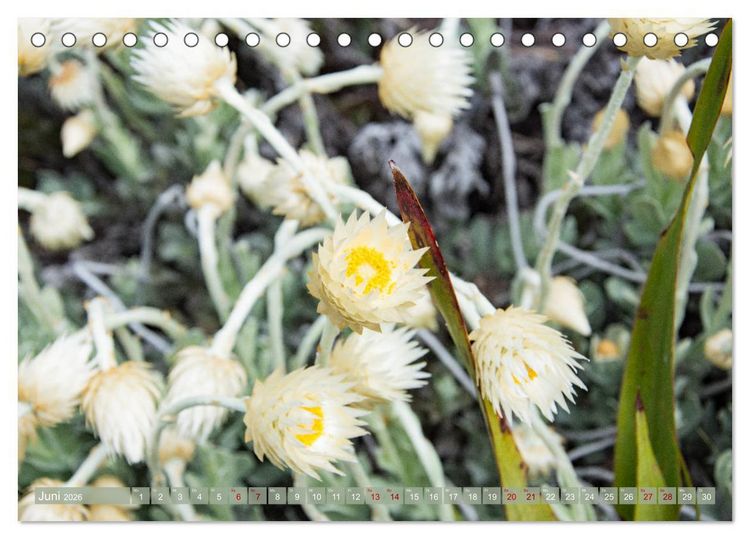Produktbild: Fynbos - Die einzigartige Flora S&uuml;dafrikas (Tischkalender 2026 DIN A5 quer), CALVENDO Monatskalender