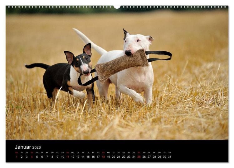 Produktbild: Bullterrier 2026 - Kleine Clowns mit gro&szlig;em Herz (hochwertiger Premium Wandkalender 2026 DIN A2 quer), Kunstdruck in Hochglanz