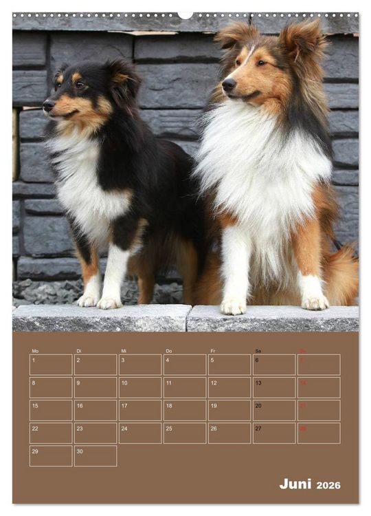 Produktbild: SHELTIES Herzensbrecher auf 4 Pfoten (hochwertiger Premium Wandkalender 2026 DIN A2 hoch), Kunstdruck in Hochglanz